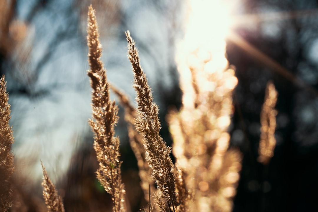 brown wheat in close up photography