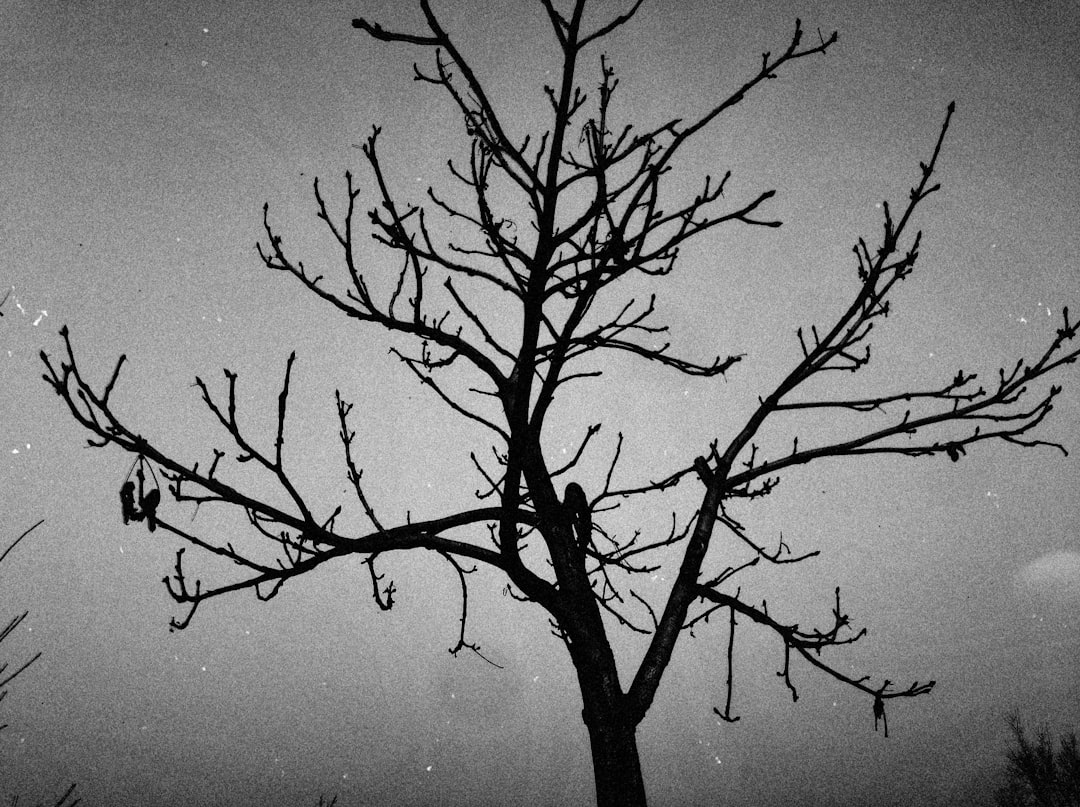 a black and white photo of a tree with no leaves