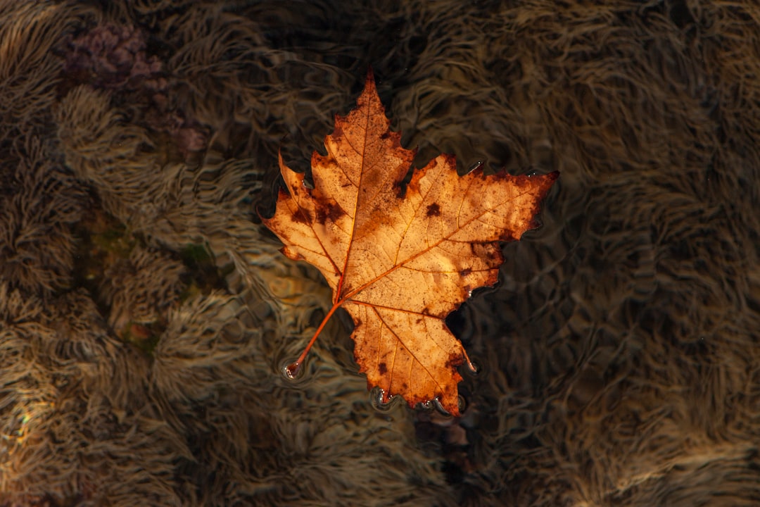 a leaf that is laying on the ground