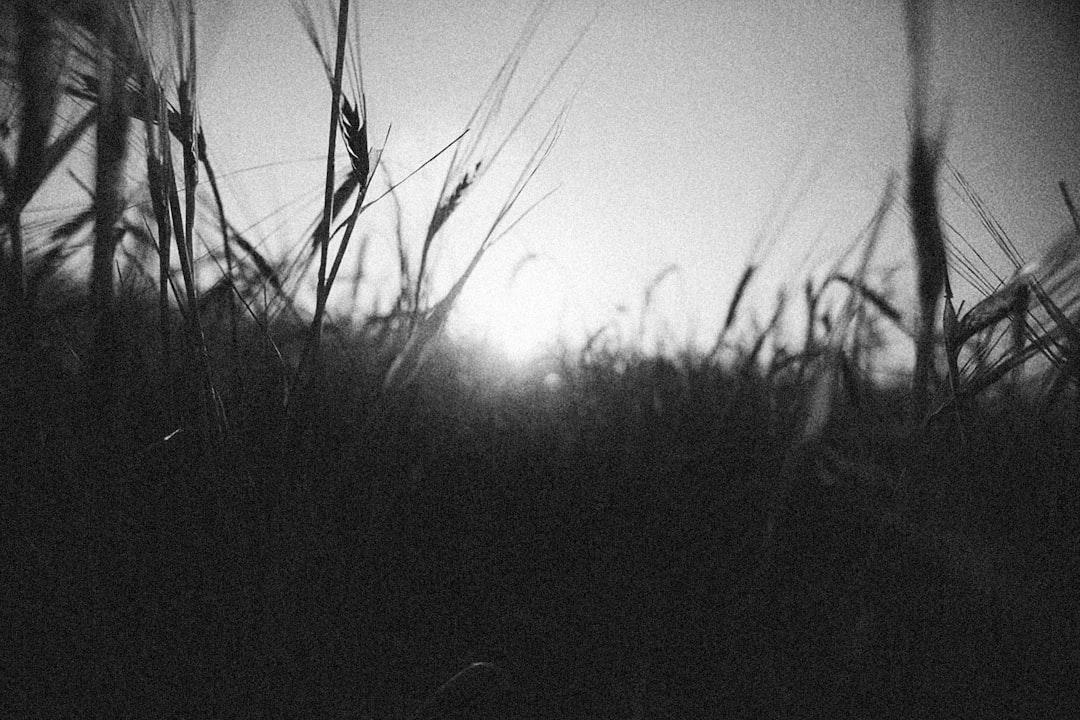 a black and white photo of a field of wheat