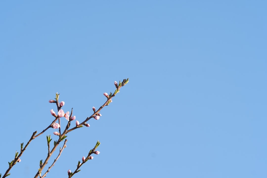 brown leafless tree under blue sky during daytime